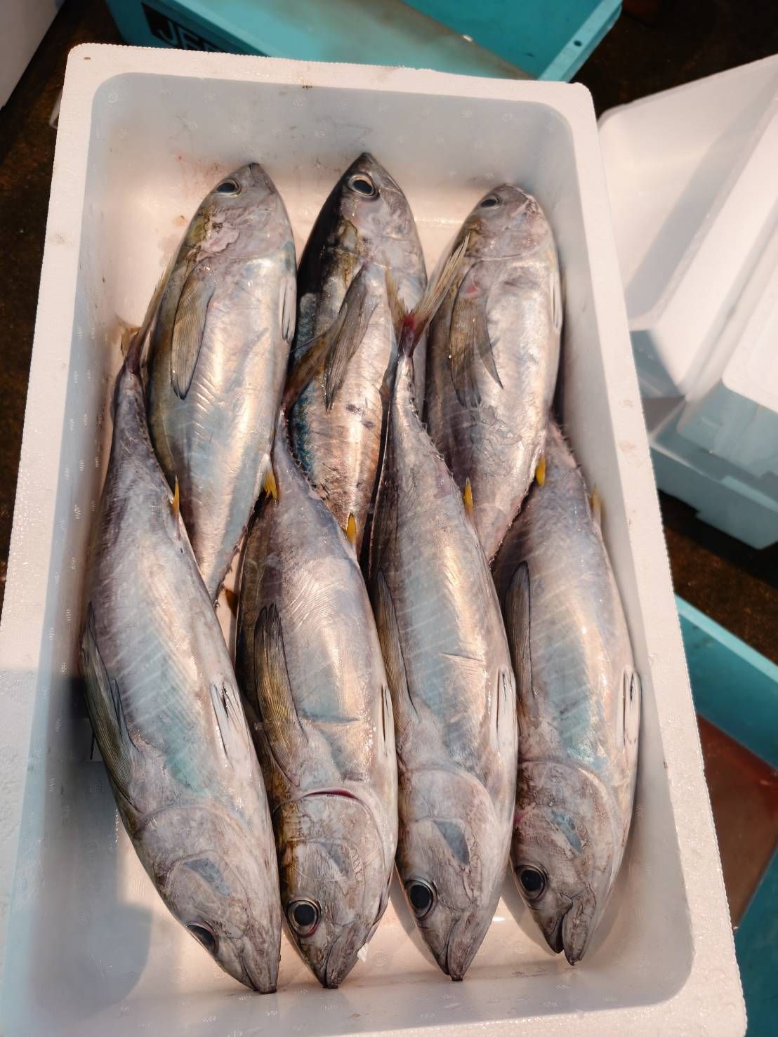 飲食店向け鮮魚の発注なら魚ポチ | 魚ポチ | 飲食店専門の仕入れサービス