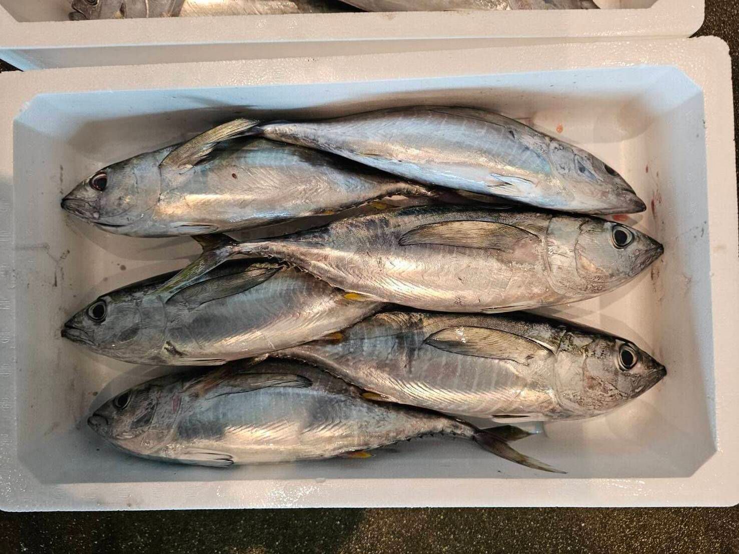 すべてのマグロ | 魚ポチ | 飲食店専門の仕入れサービス
