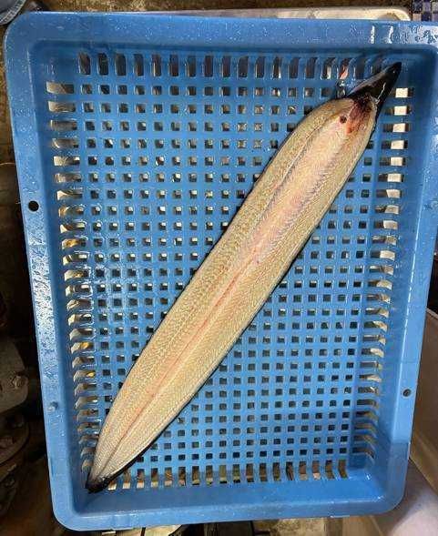 すべての商品 | 魚ポチ | 飲食店専門の仕入れサービス
