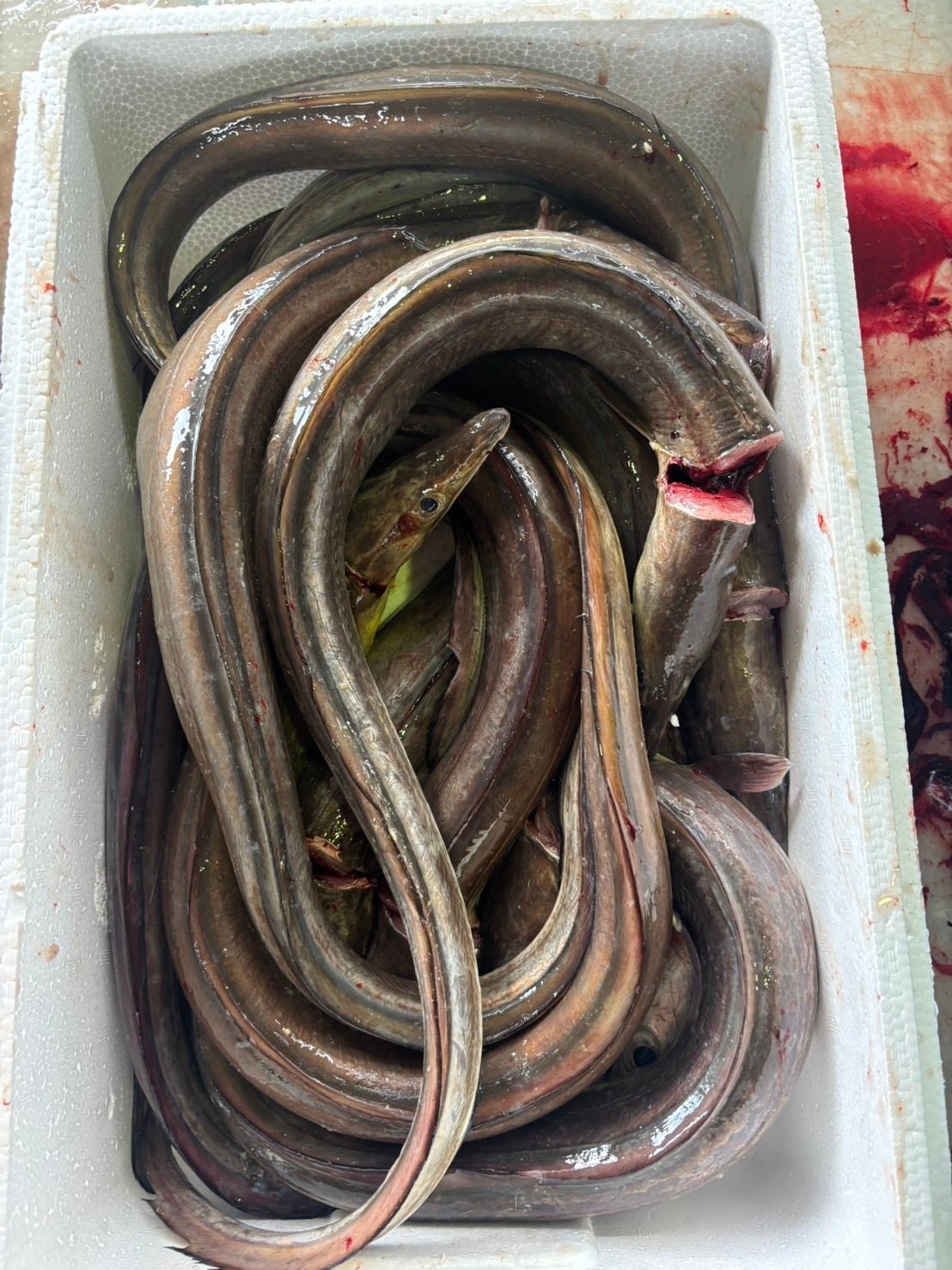 産地仕入れの魚 | 魚ポチ | 飲食店専門の仕入れサービス