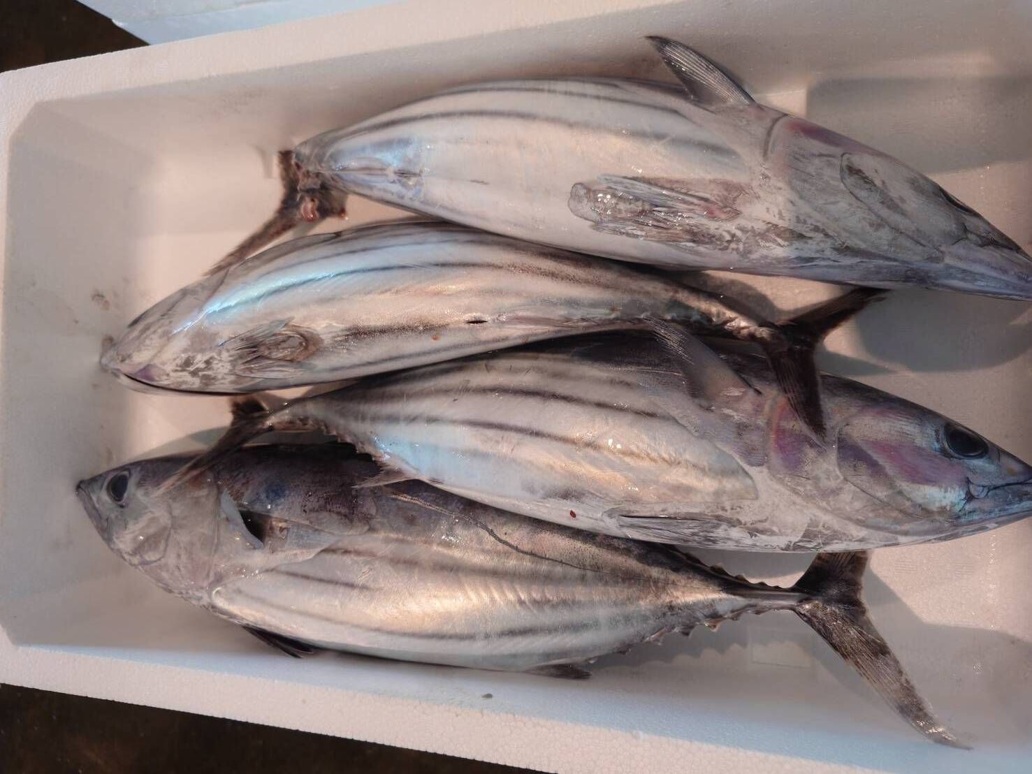 飲食店向け鮮魚の発注なら魚ポチ | 魚ポチ | 飲食店専門の仕入れサービス