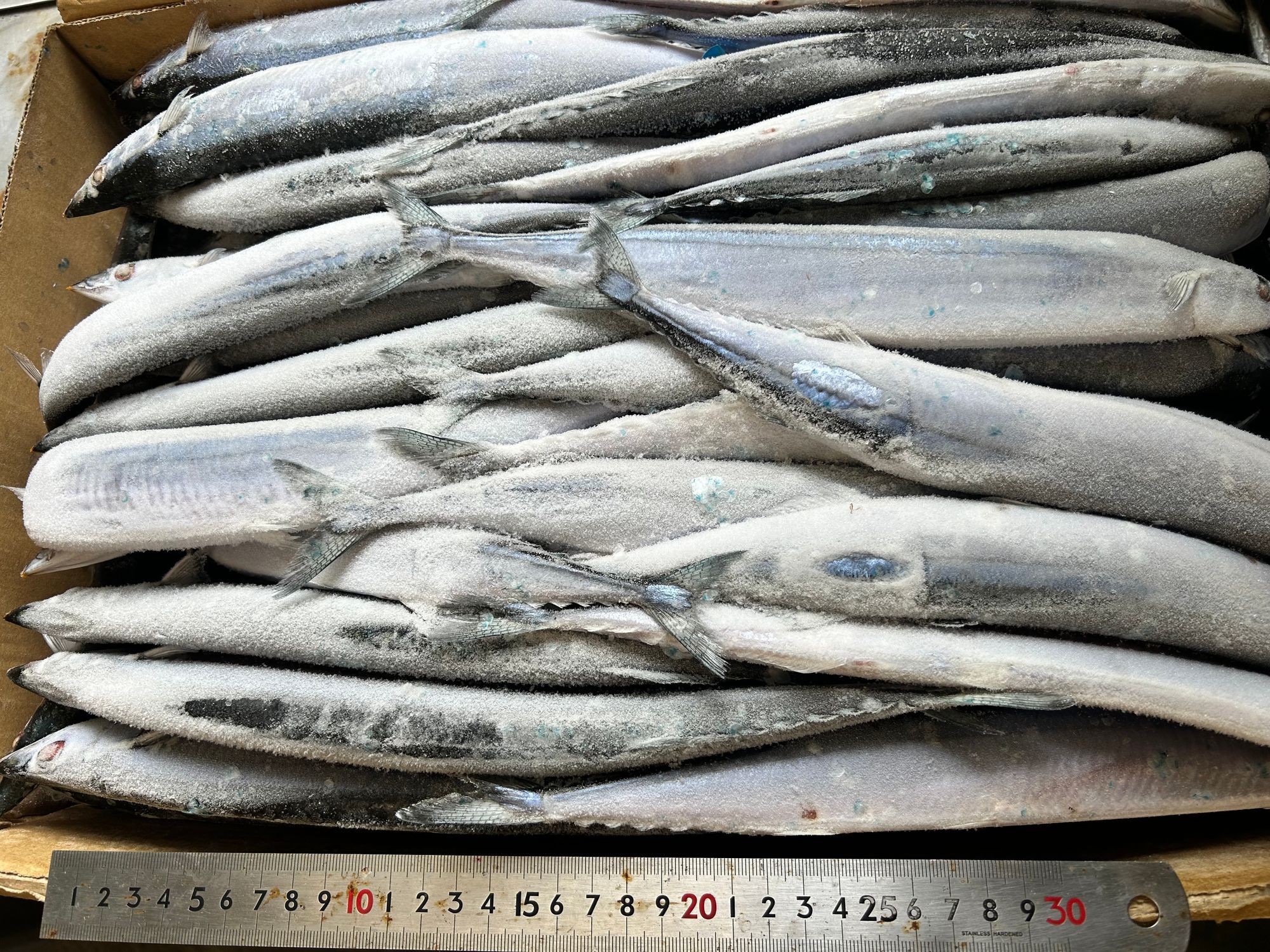 飲食店向け鮮魚の発注なら魚ポチ | 魚ポチ | 飲食店専門の仕入れサービス