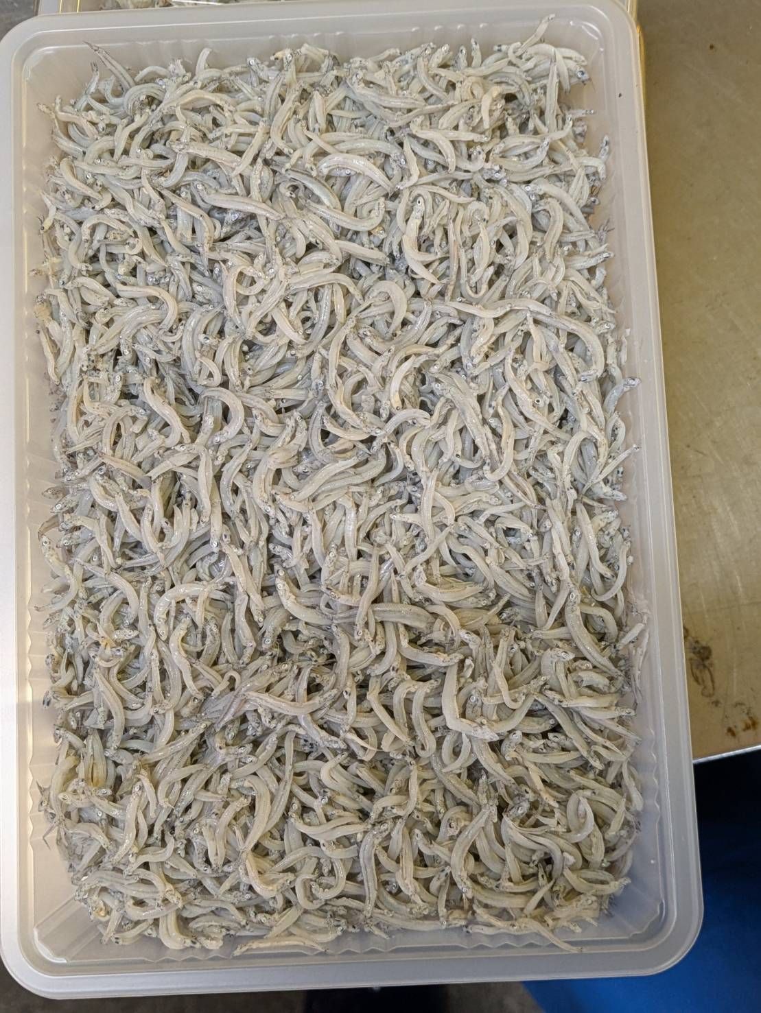 鮮魚セット | 魚ポチ | 飲食店専門の仕入れサービス
