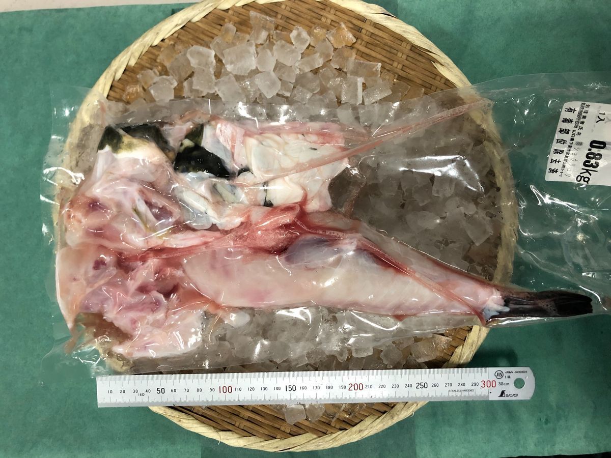 フグ | 魚ポチ | 飲食店専門の仕入れサービス