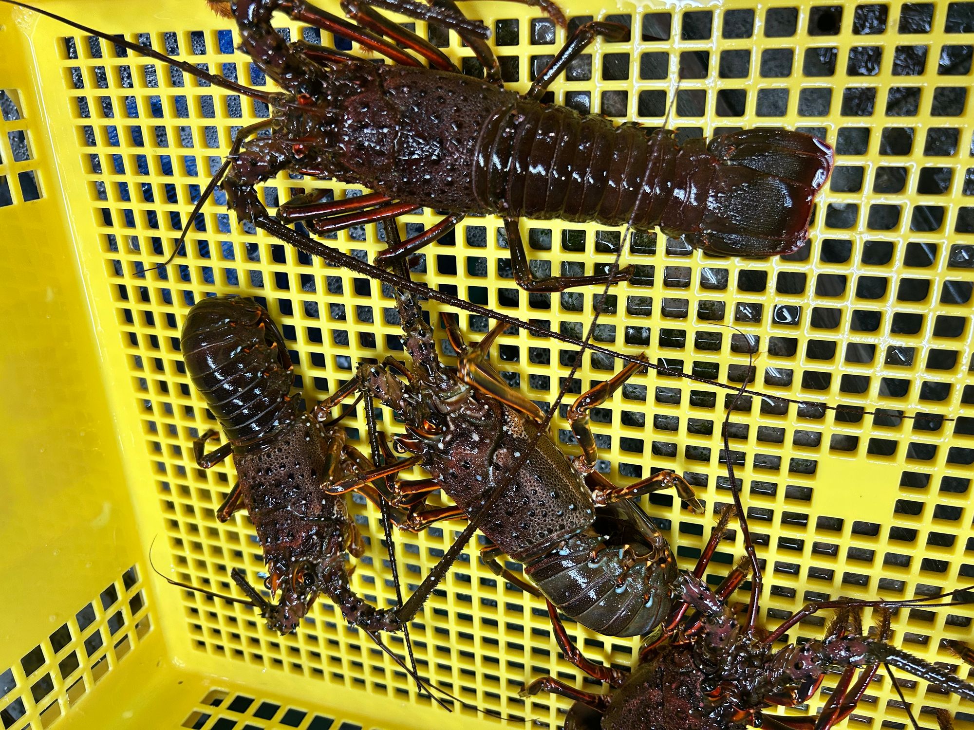本日の特売 | 魚ポチ | 飲食店専門の仕入れサービス