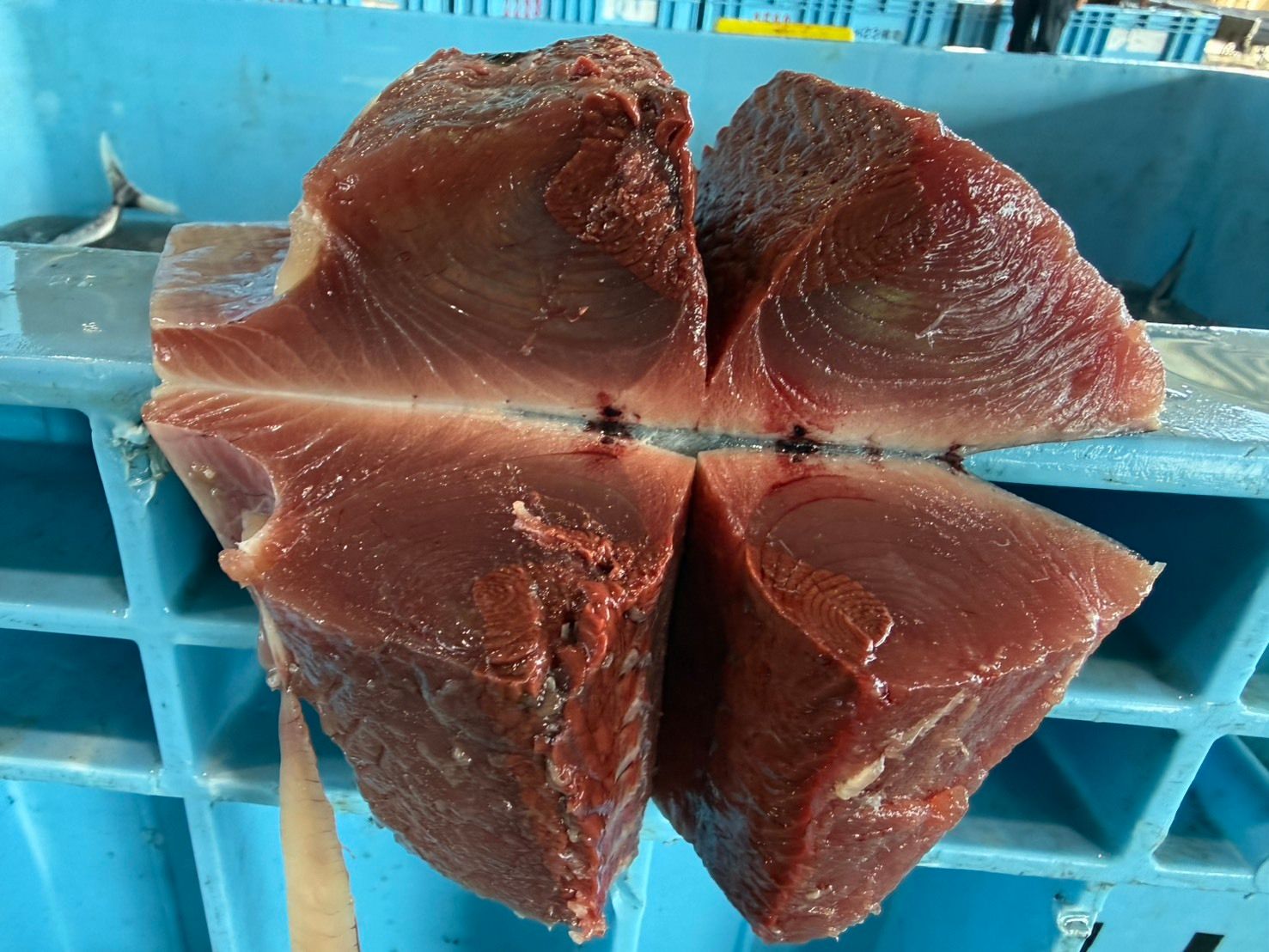 飲食店向け鮮魚の発注なら魚ポチ | 魚ポチ | 飲食店専門の仕入れサービス