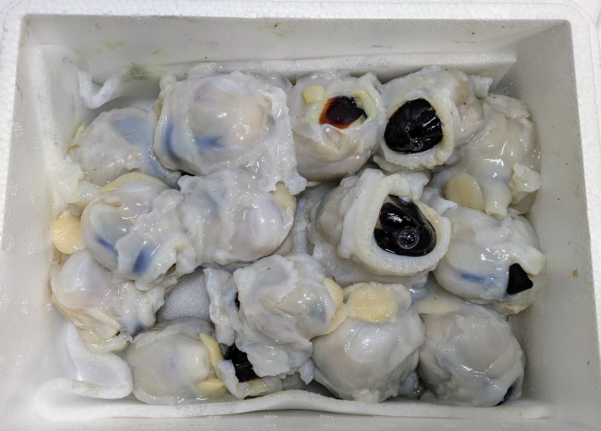 タコ | 魚ポチ | 飲食店専門の仕入れサービス
