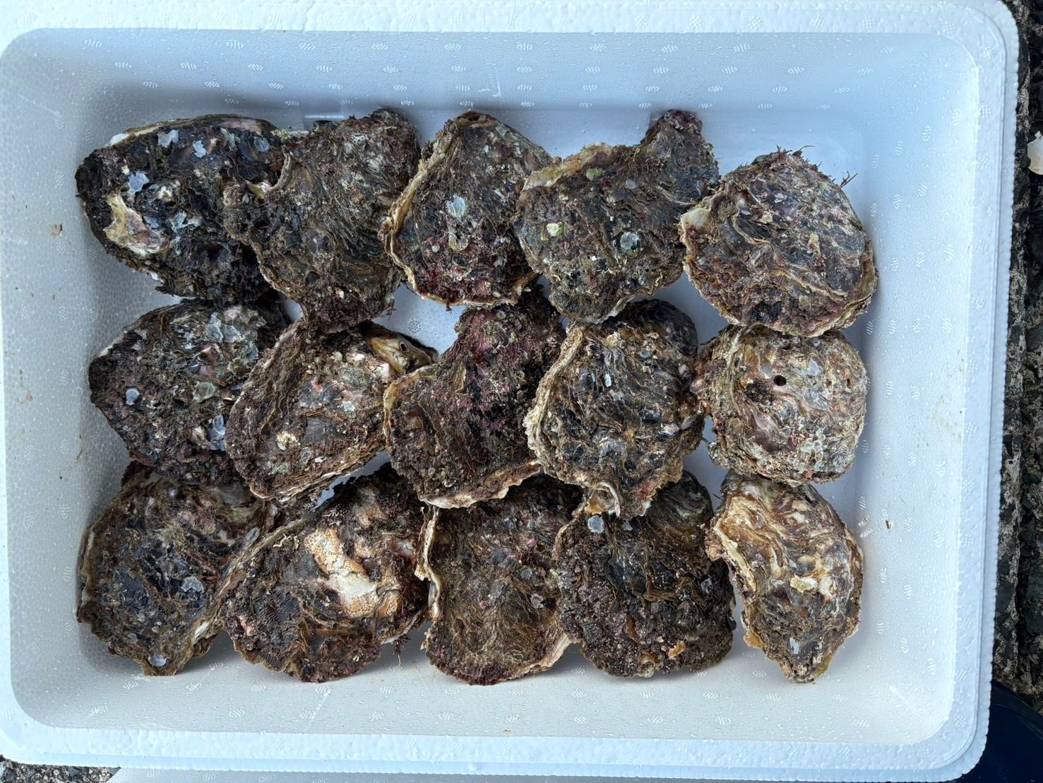 飲食店向け鮮魚の発注なら魚ポチ | 魚ポチ | 飲食店専門の仕入れサービス