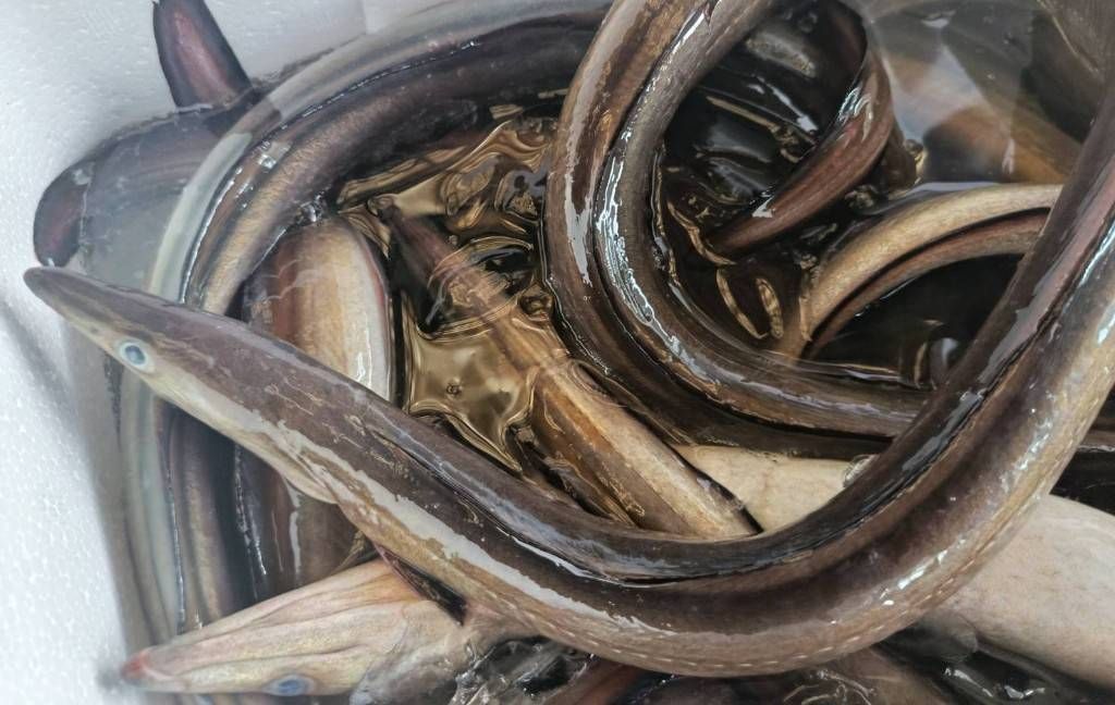 飲食店向け鮮魚の発注なら魚ポチ | 魚ポチ | 飲食店専門の仕入れサービス