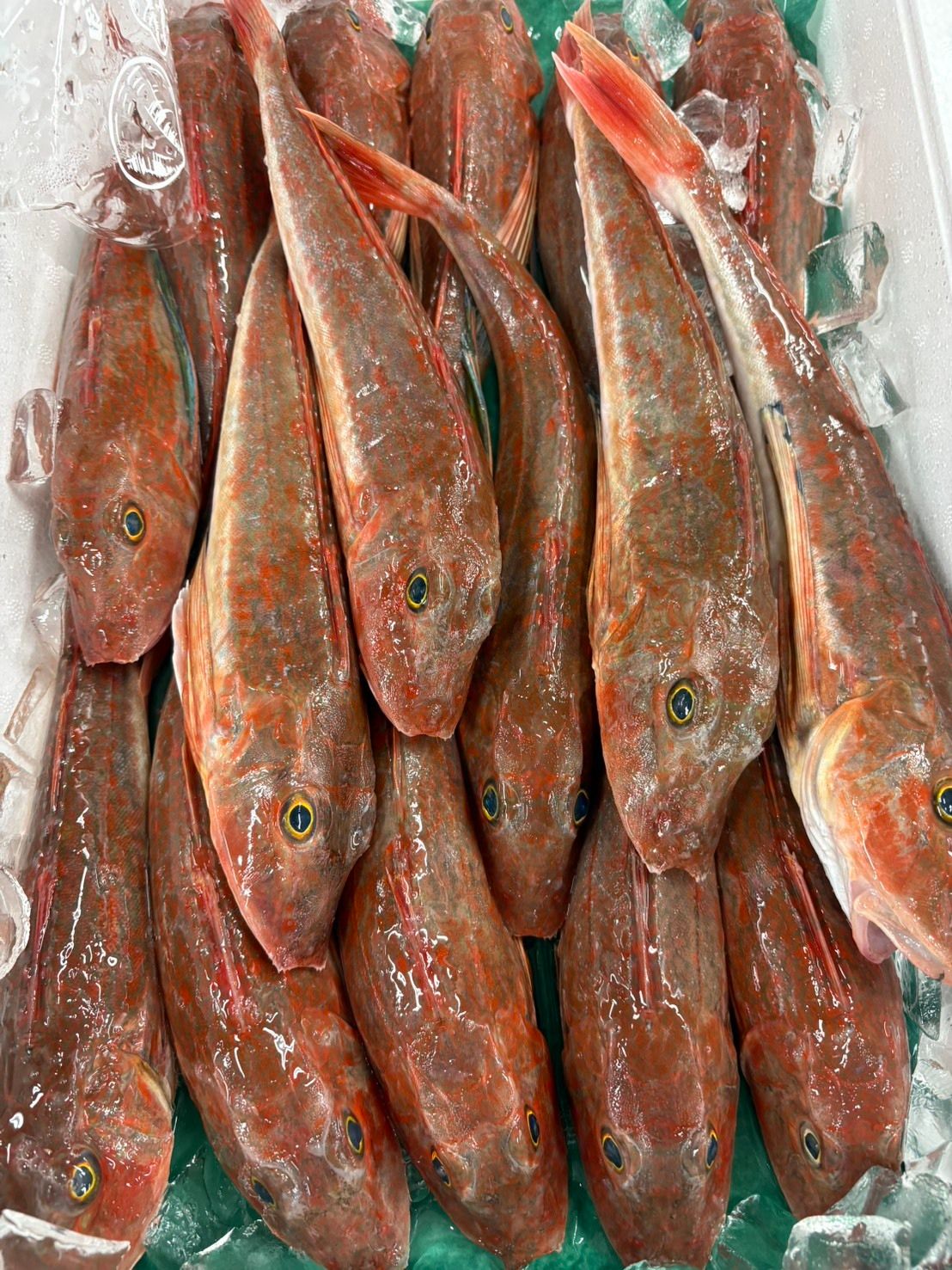 産地仕入れの魚 | 魚ポチ | 飲食店専門の仕入れサービス