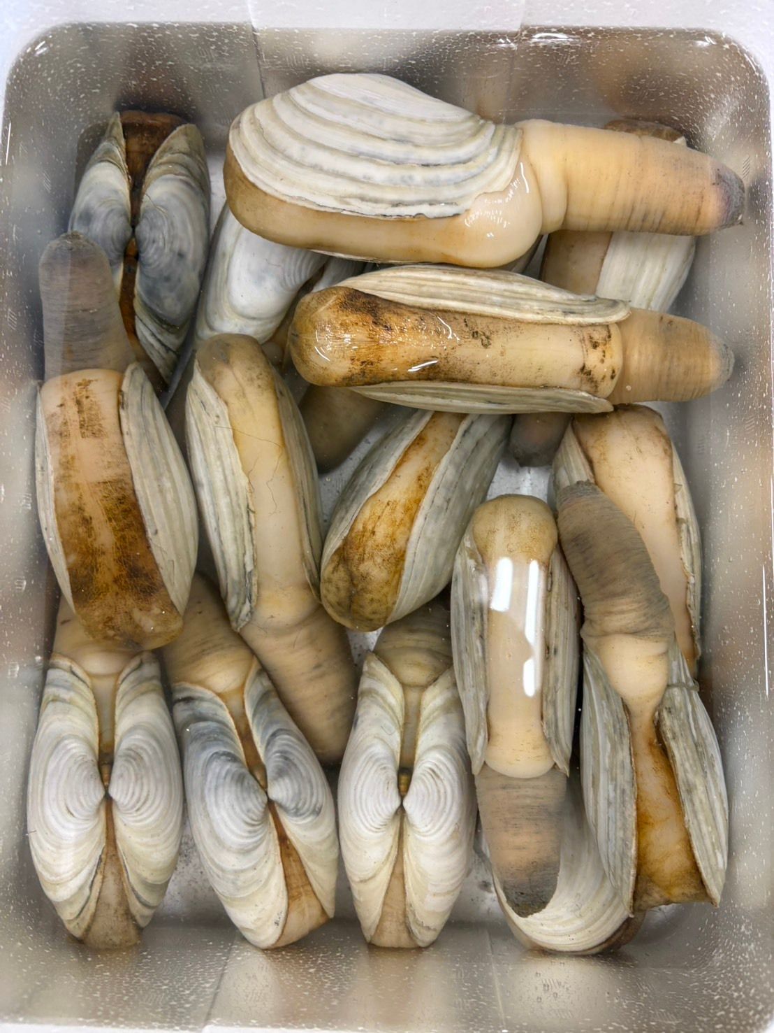 すべての貝類 | 魚ポチ | 飲食店専門の仕入れサービス