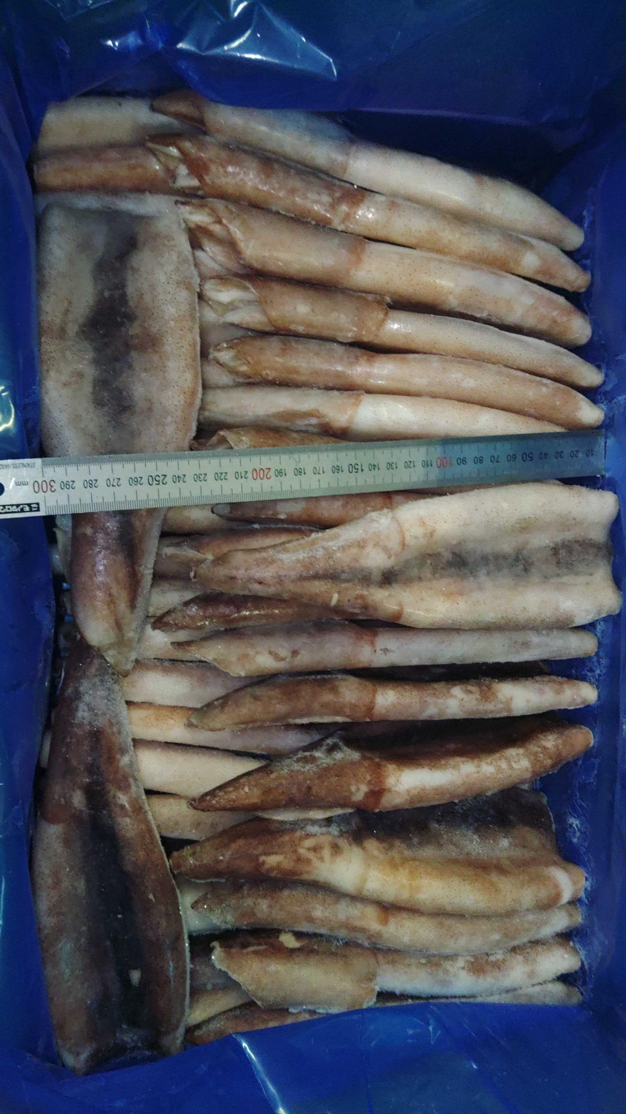 冷凍スルメイカツボヌキIQF 約187g/尾 | 魚ポチ | 飲食店専門の仕入れ