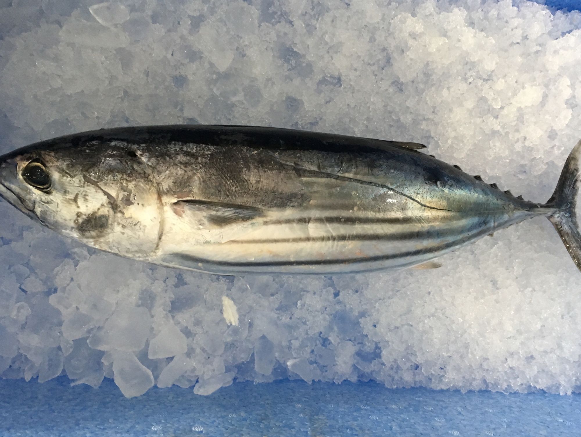 カツオ | 魚ポチ | 飲食店専門の仕入れサービス