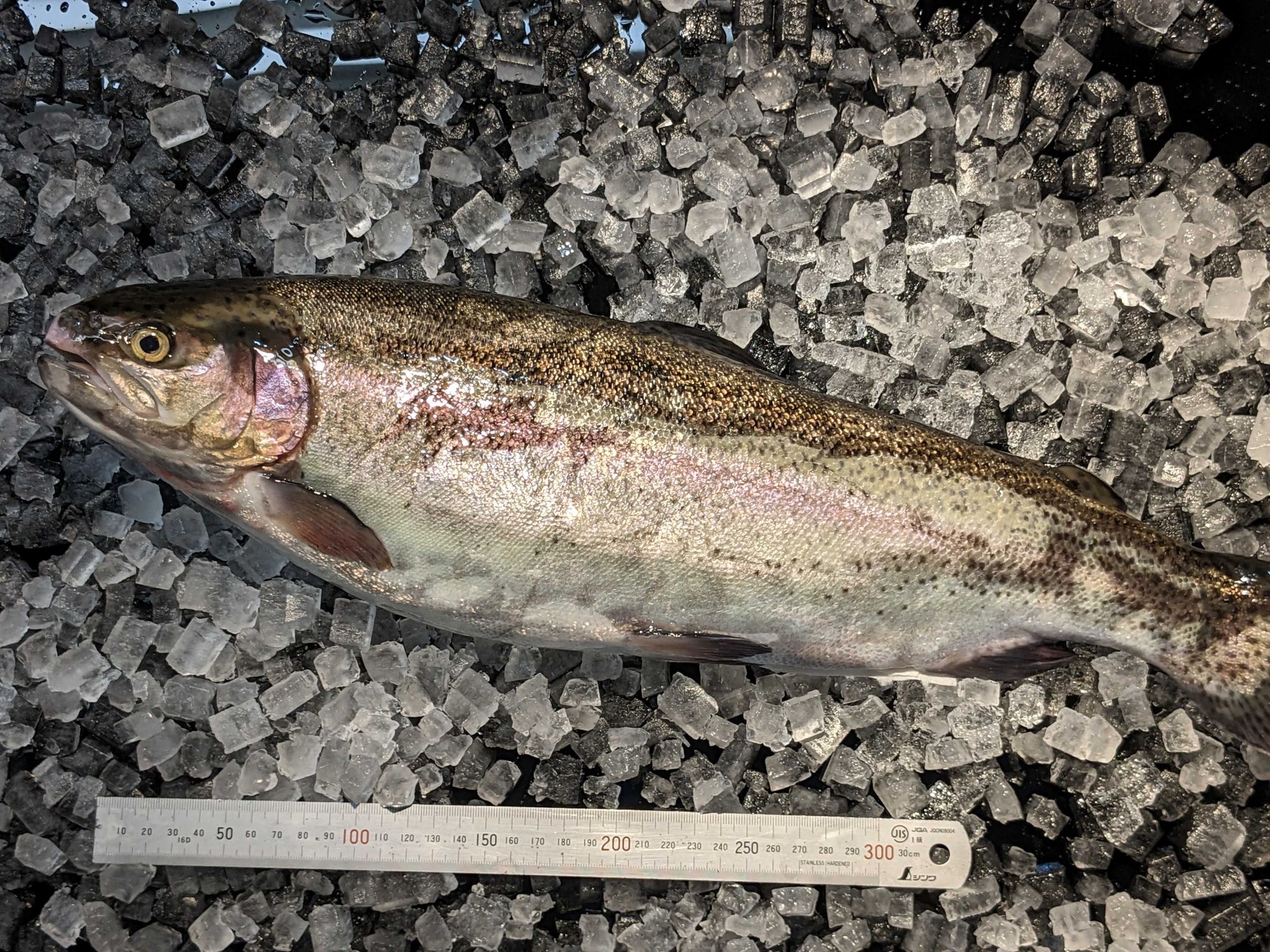 本日の特売 | 魚ポチ | 飲食店専門の仕入れサービス