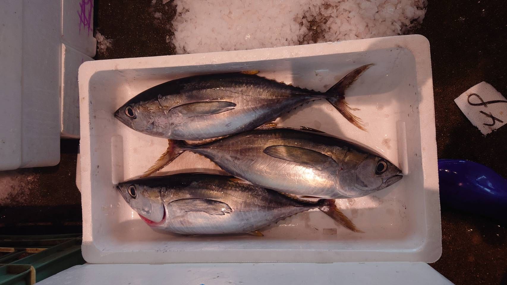 産地仕入れの魚 | 魚ポチ | 飲食店専門の仕入れサービス