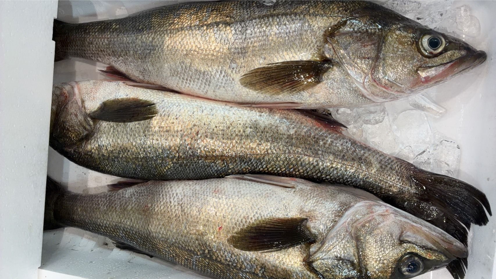 飲食店向け鮮魚の発注なら魚ポチ | 魚ポチ | 飲食店専門の仕入れサービス