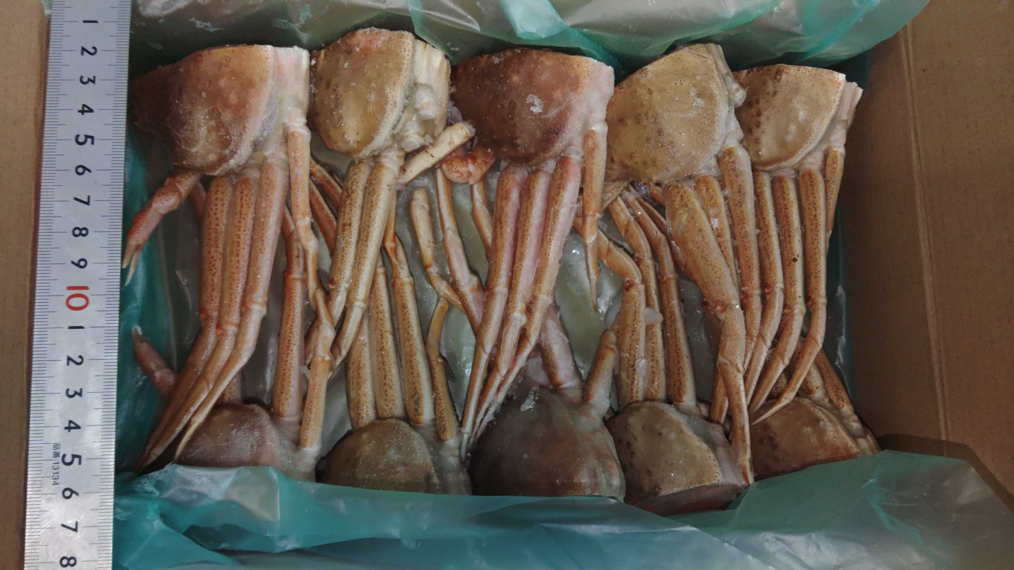 冷凍北海道産生オオズワイガニメス(切りガニ半割)80/100サイズ | 魚