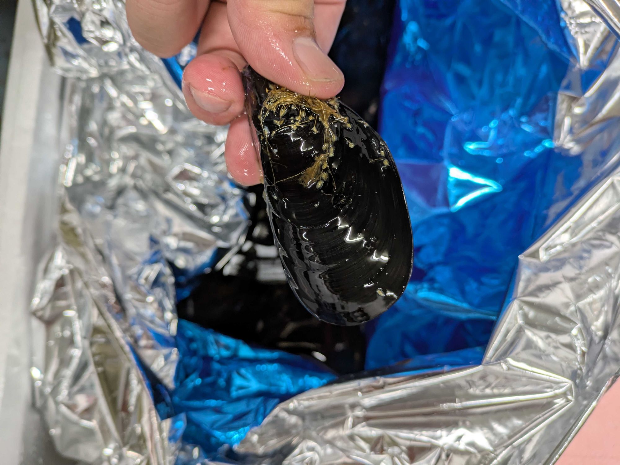 BEPO丸水産 ノベオカB / 全4サイズ | 釣具の卸売り | 世界の釣具マルシン漁具