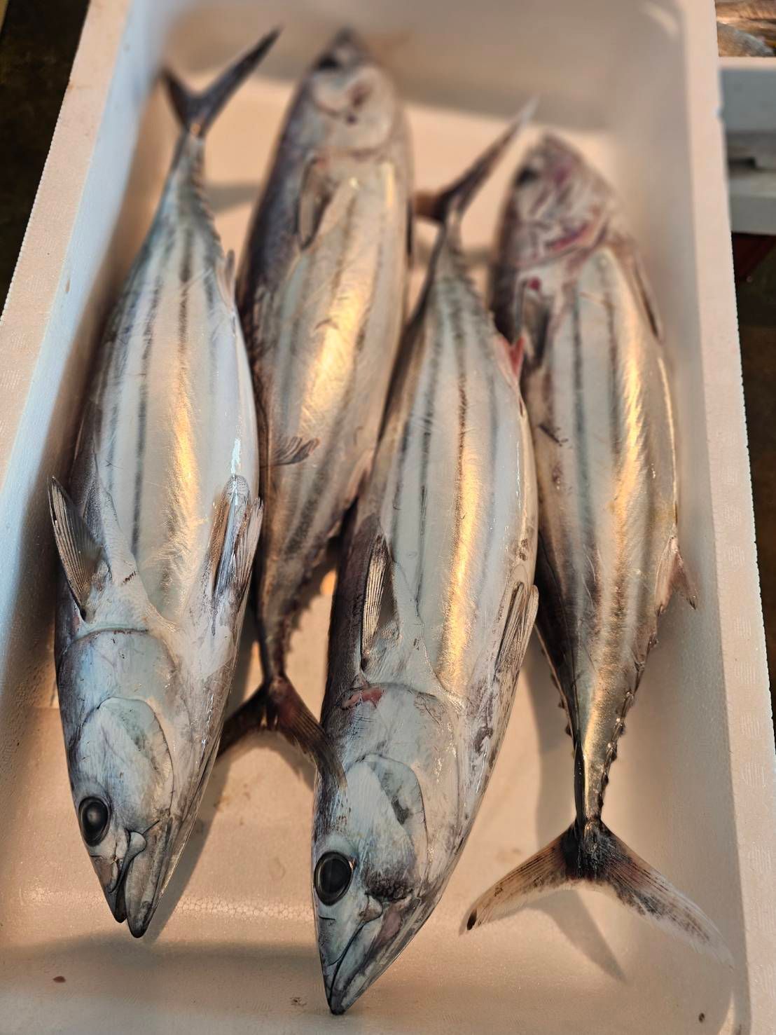 飲食店向け鮮魚の発注なら魚ポチ | 魚ポチ | 飲食店専門の仕入れサービス