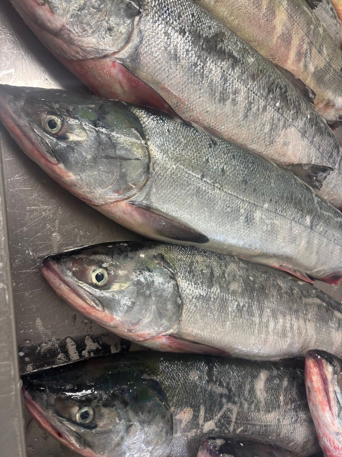 産地仕入れの魚 | 魚ポチ | 飲食店専門の仕入れサービス