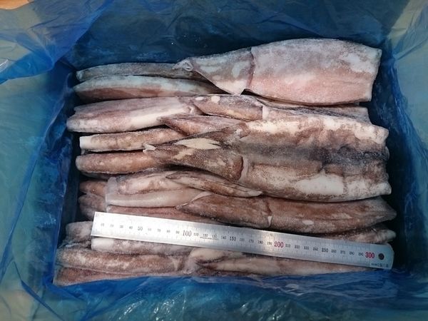 冷凍スルメイカツボヌキ 40入り/箱 | 魚ポチ | 飲食店専門の仕入れサービス