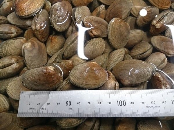 すべての貝類 | 魚ポチ | 飲食店専門の仕入れサービス