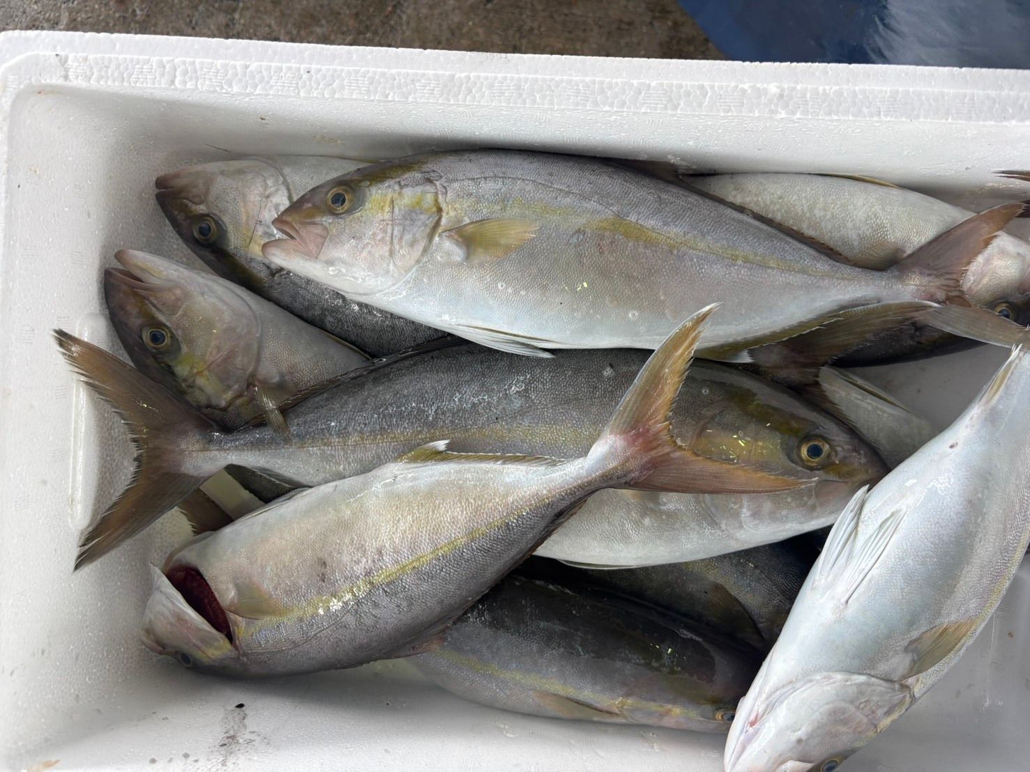 産地仕入れの魚 | 魚ポチ | 飲食店専門の仕入れサービス