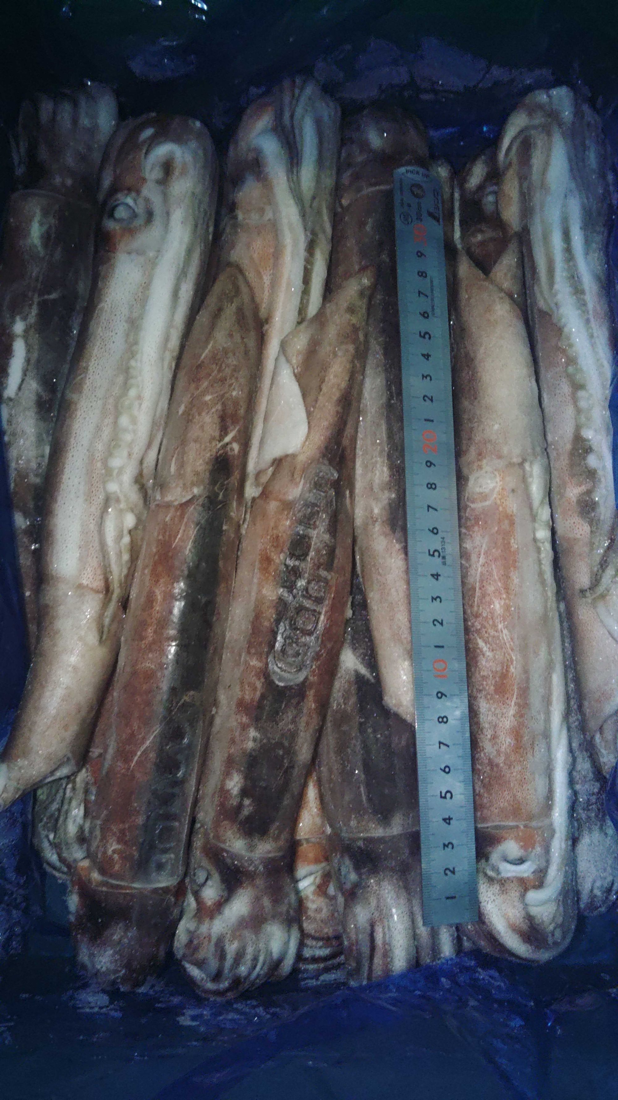 冷凍(陸凍)スルメイカIQF16-20サイズ【バラ売】 | 魚ポチ | 飲食店専門