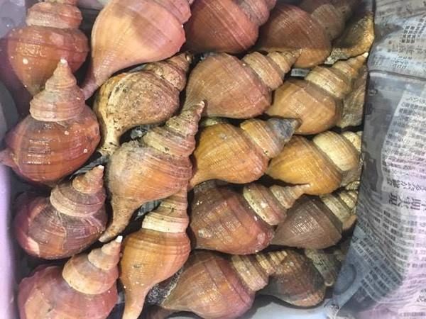 すべての貝類 | 魚ポチ | 飲食店専門の仕入れサービス