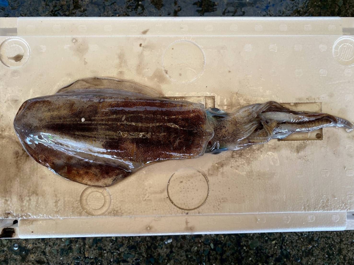 スルメイカ・ケンサキイカ・コウイカ | 魚ポチ | 飲食店専門の仕入れ