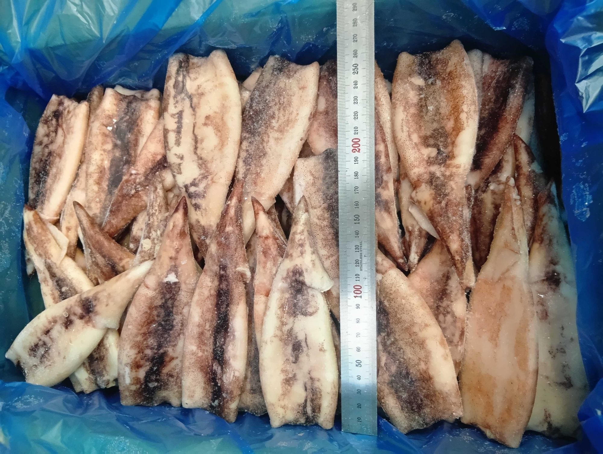 スルメイカ様！専用 スルメイカ・ケンサキイカ・コウイカ | 魚ポチ | 飲食店専門の仕入れ