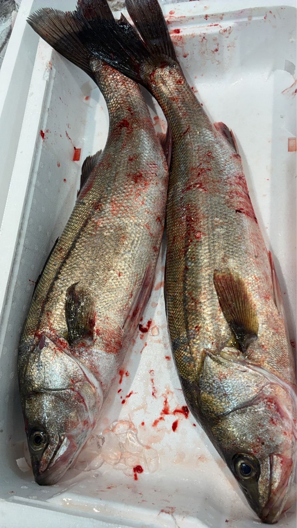 産地仕入れの魚 | 魚ポチ | 飲食店専門の仕入れサービス