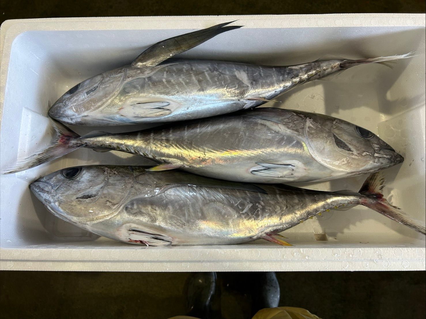 すべてのマグロ | 魚ポチ | 飲食店専門の仕入れサービス