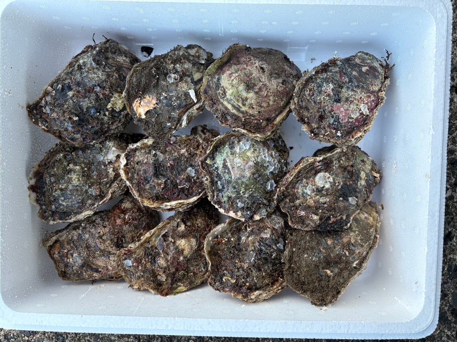 すべての貝類 | 魚ポチ | 飲食店専門の仕入れサービス