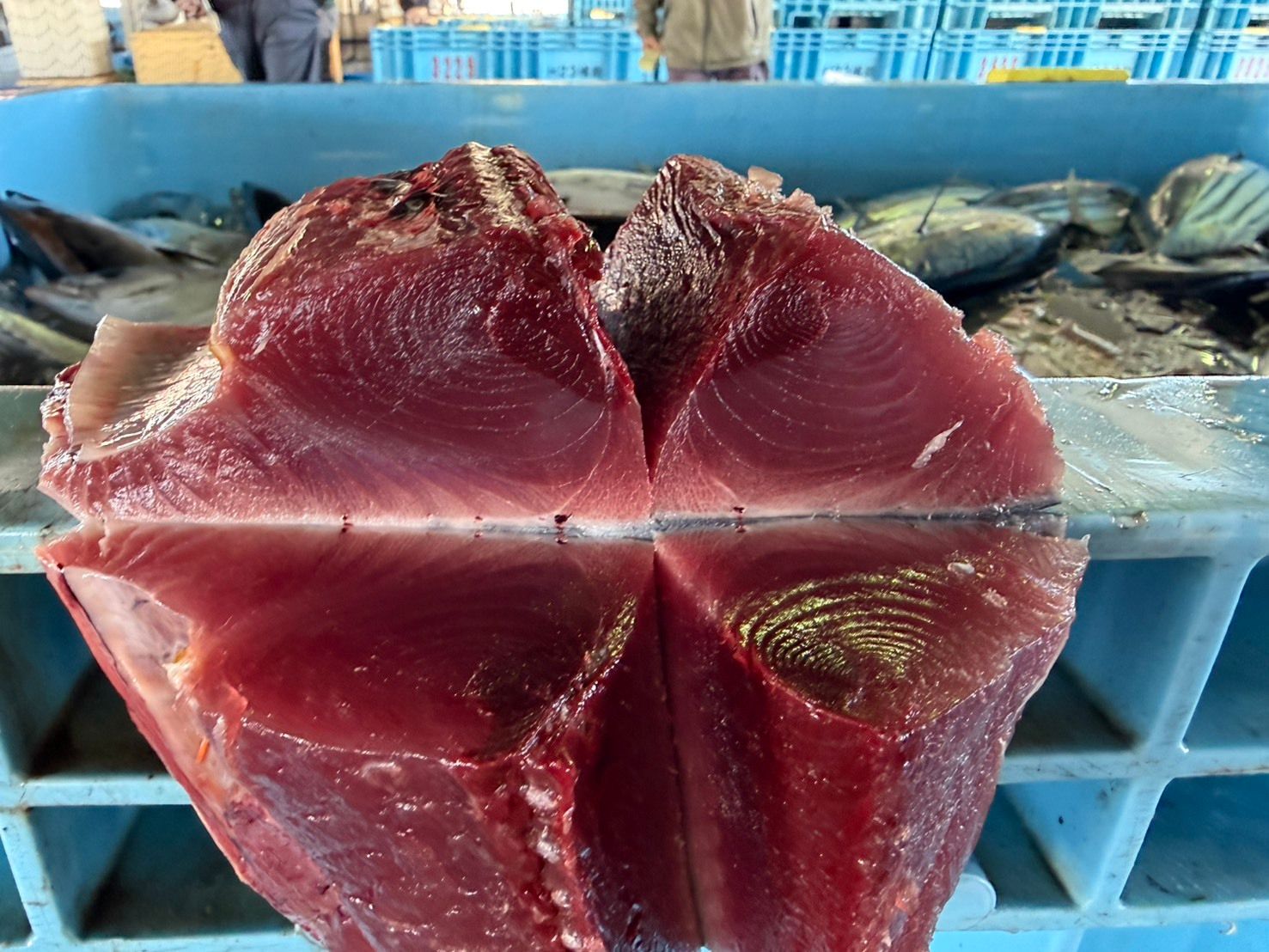 飲食店向け鮮魚の発注なら魚ポチ | 魚ポチ | 飲食店専門の仕入れサービス