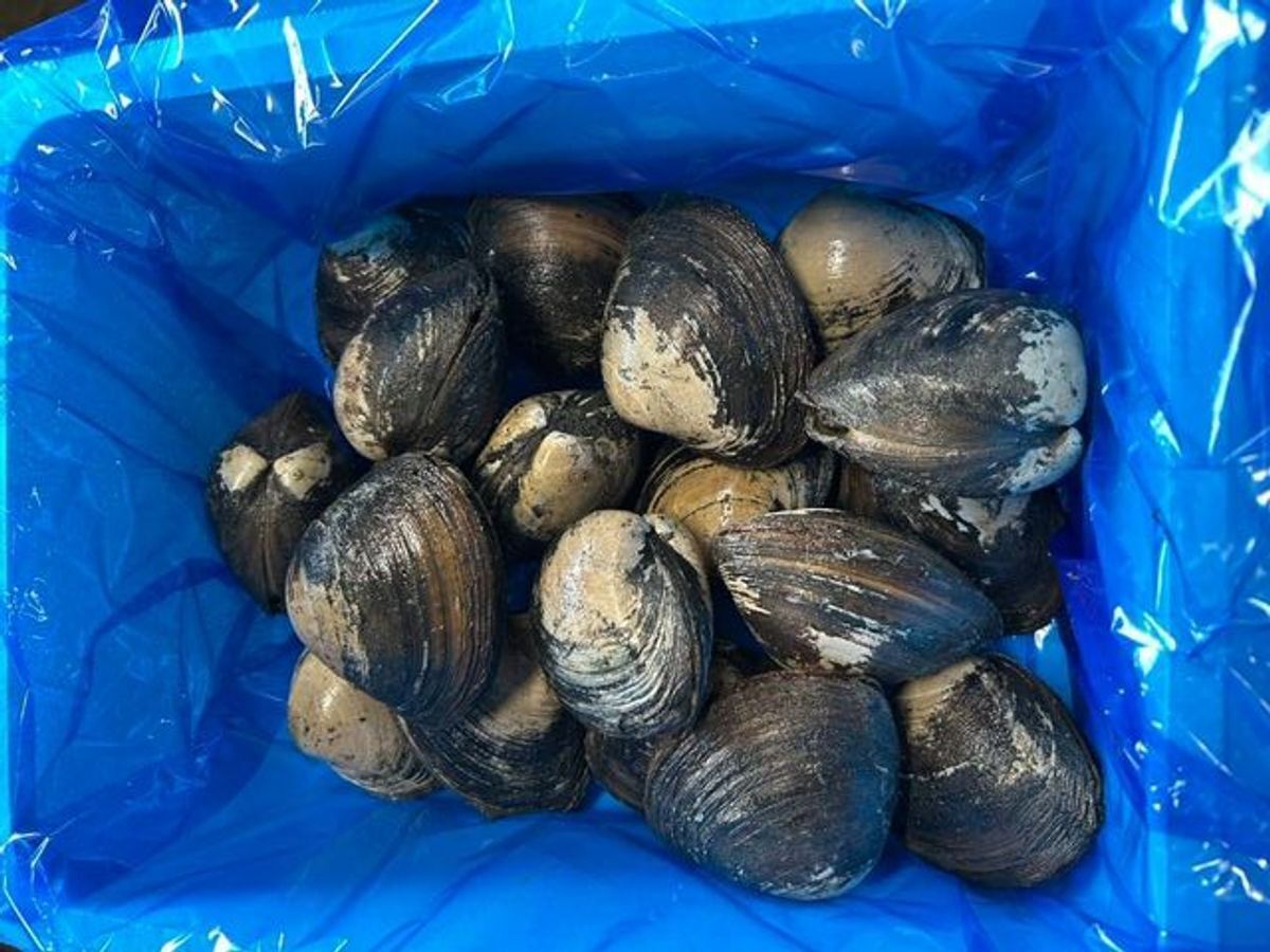 すべての貝類 | 魚ポチ | 飲食店専門の仕入れサービス