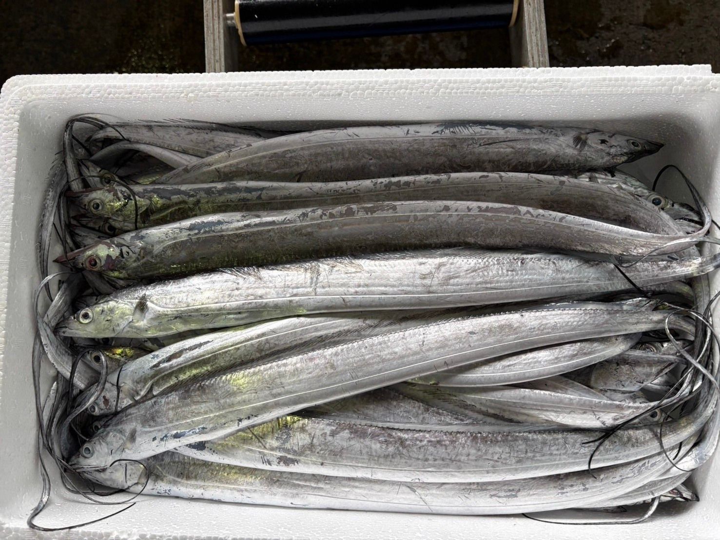 産地仕入れの魚 | 魚ポチ | 飲食店専門の仕入れサービス