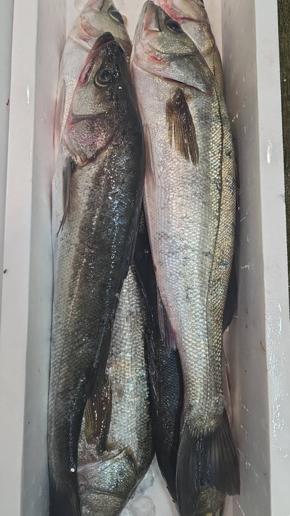 飲食店向け鮮魚の発注なら魚ポチ | 魚ポチ | 飲食店専門の仕入れサービス
