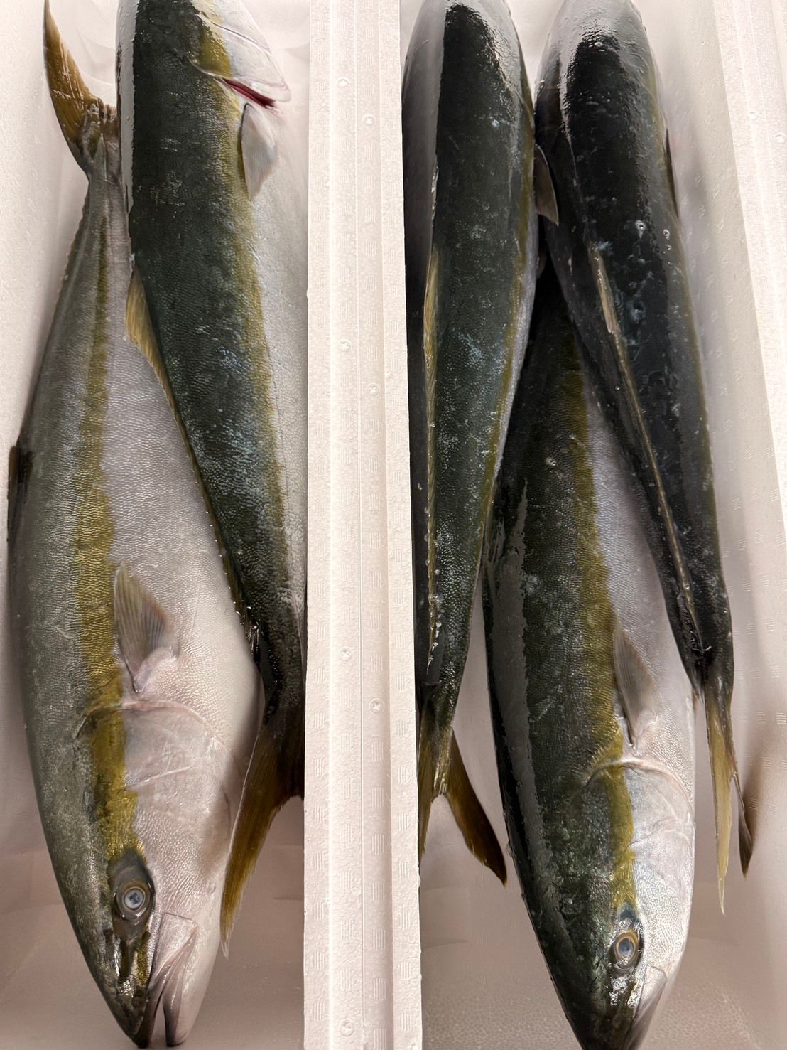 本日のおすすめ | 魚ポチ | 飲食店専門の仕入れサービス