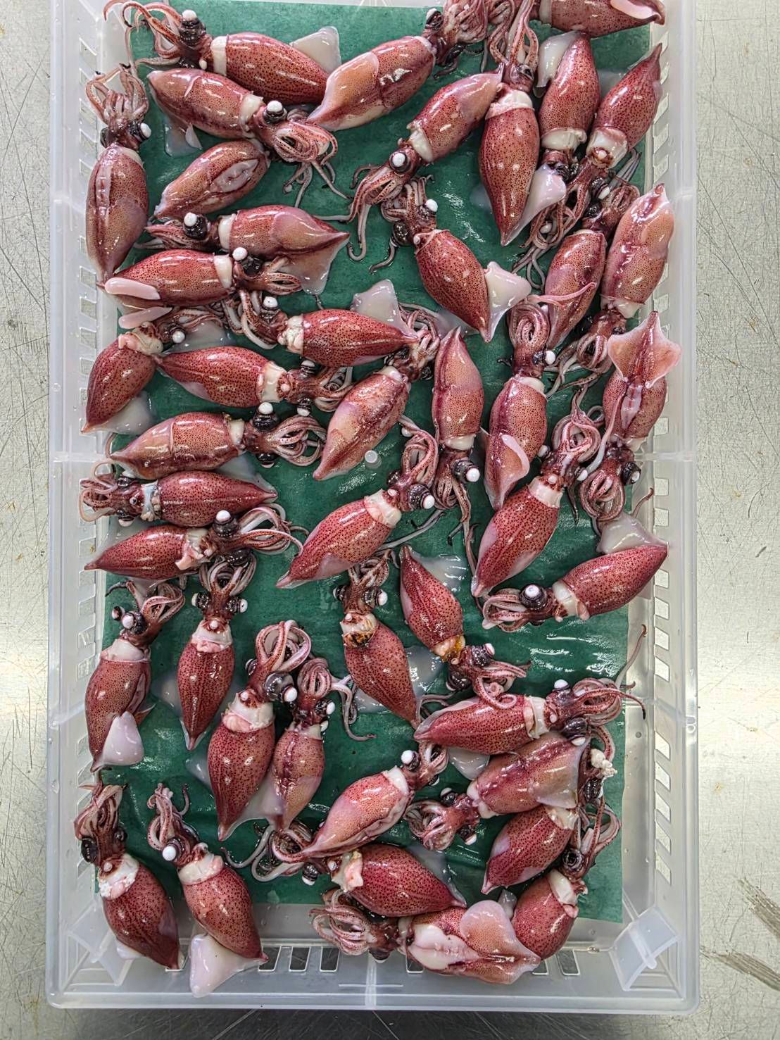 飲食店向け鮮魚の発注なら魚ポチ | 魚ポチ | 飲食店専門の仕入れサービス
