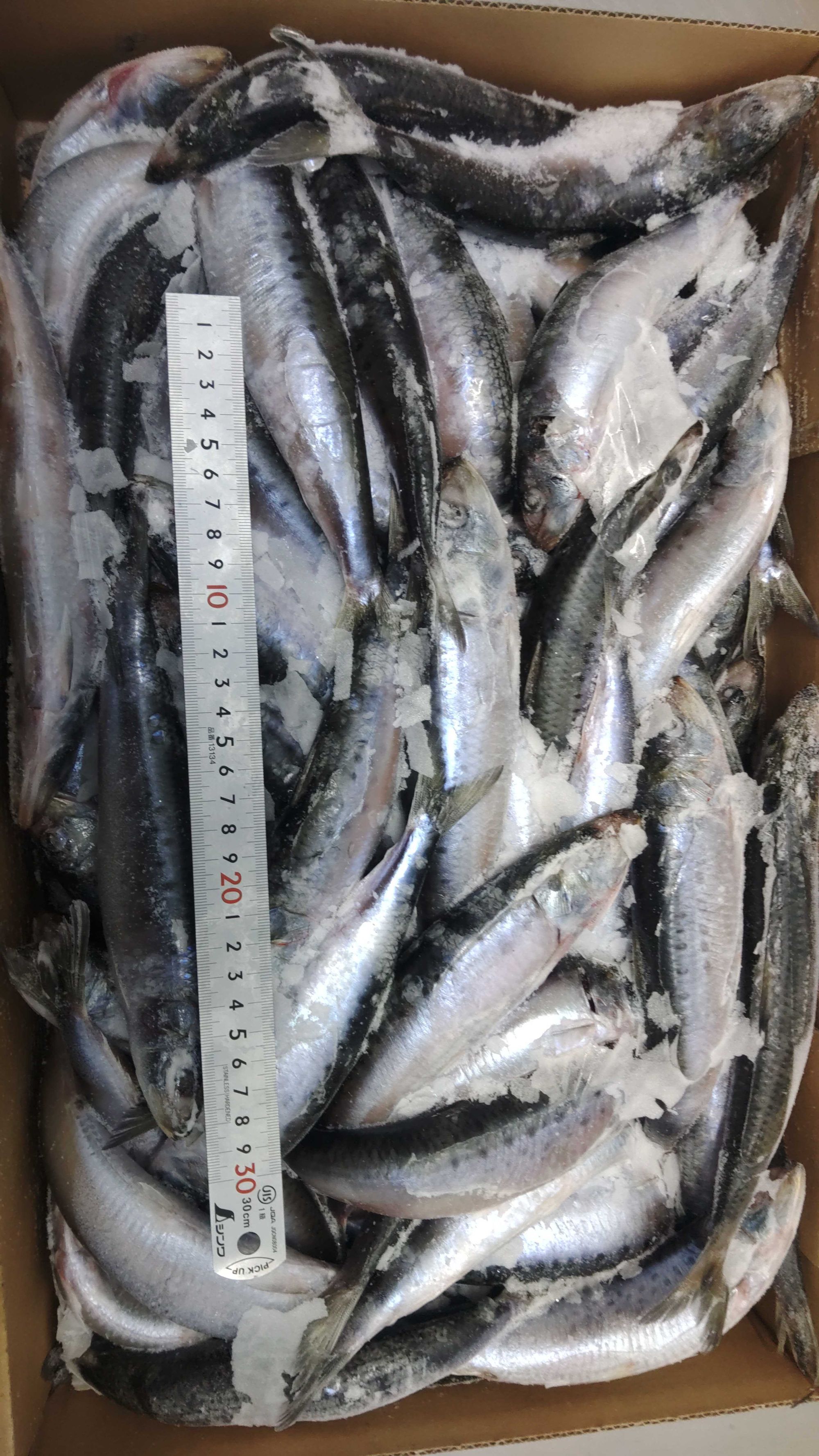 冷凍銚子産イワシ10kgブロック【約90g~130g/尾サイズ】 | 魚ポチ