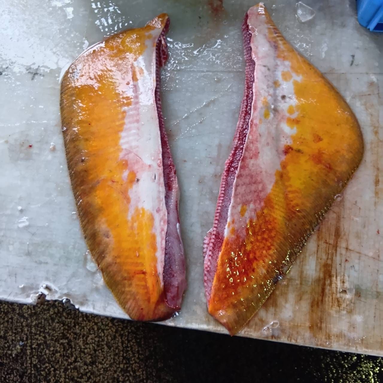 産地仕入れの魚 | 魚ポチ | 飲食店専門の仕入れサービス