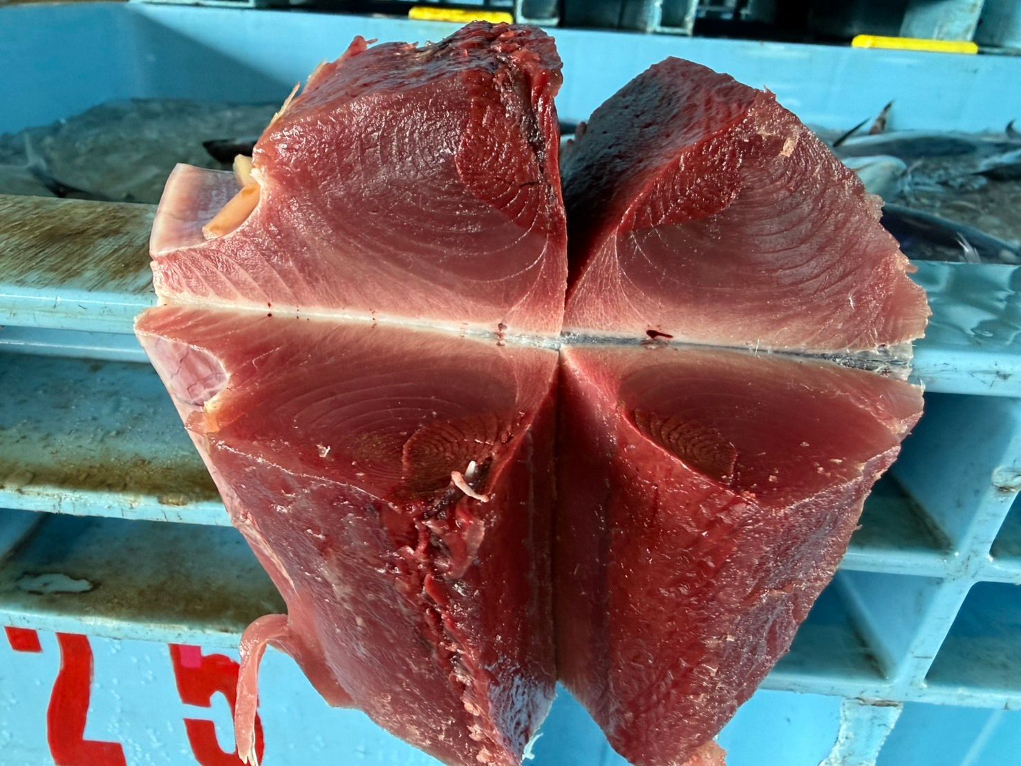 飲食店向け鮮魚の発注なら魚ポチ | 魚ポチ | 飲食店専門の仕入れサービス