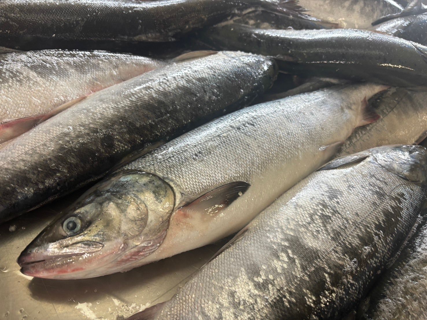 飲食店向け鮮魚の発注なら魚ポチ | 魚ポチ | 飲食店専門の仕入れサービス