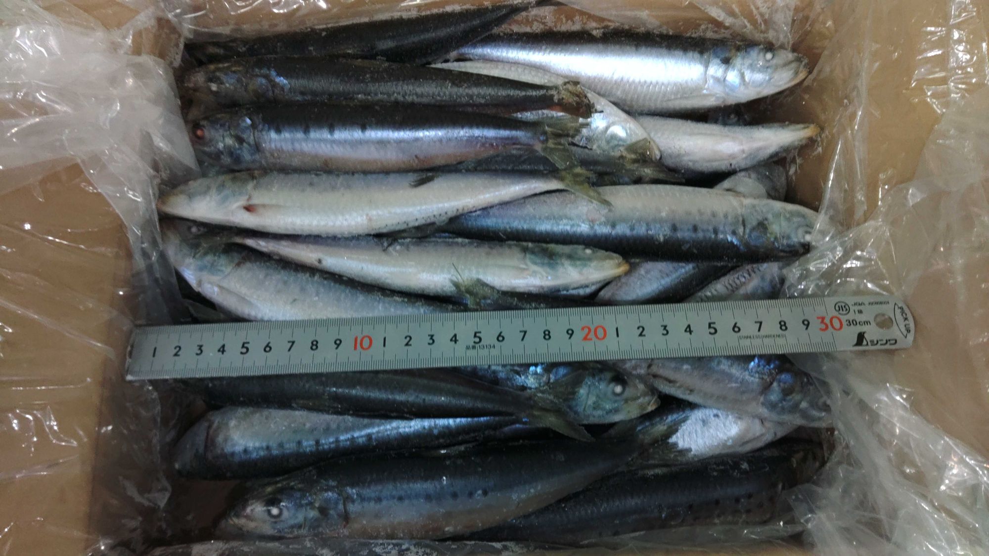 冷凍北海道(道東)産イワシIQF 約80~100gサイズ | 魚ポチ | 飲食店専門