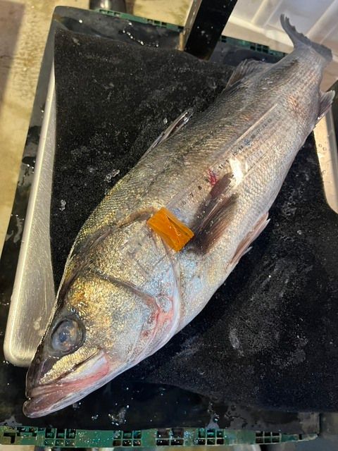 ＜さかなずき出品＞ 天然スズキ | 魚ポチ | 飲食店専門の仕入れサービス