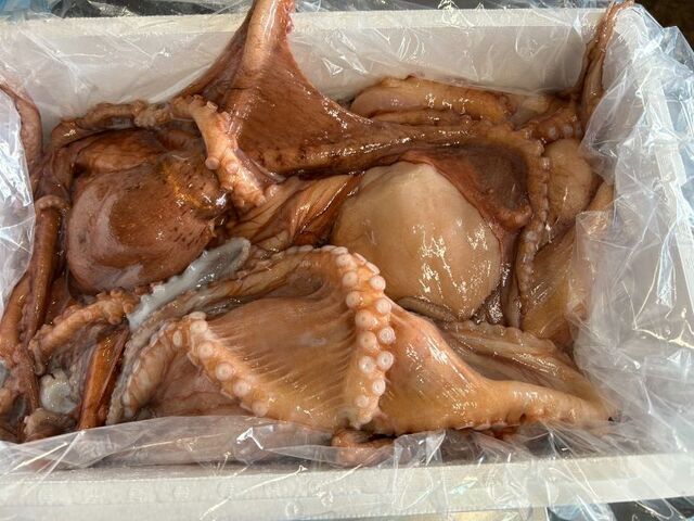 タコ | 魚ポチ | 飲食店専門の仕入れサービス
