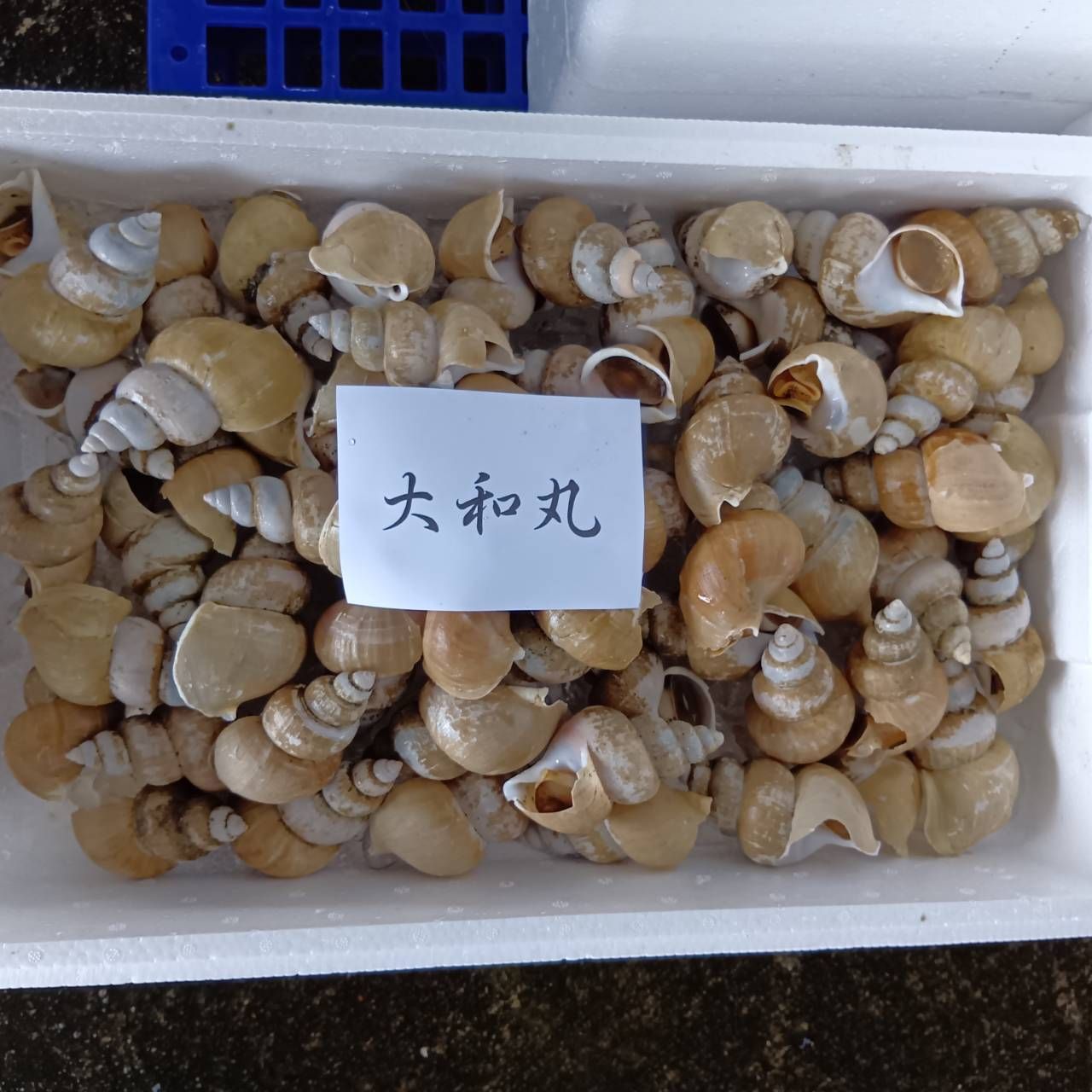 ポチ出品 丼 | 魚ポチ | 飲食店専門の仕入れサービス