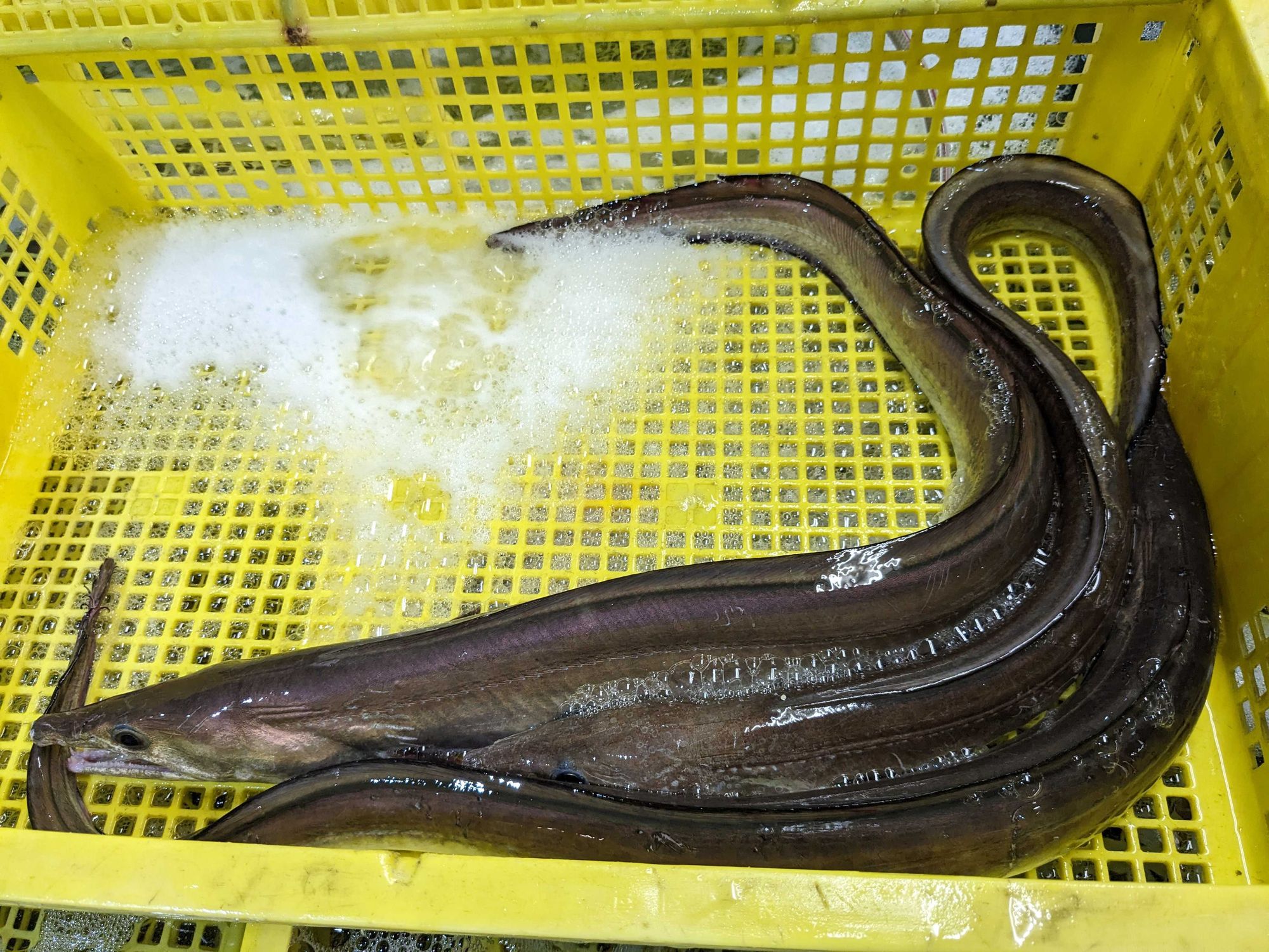 本日の特売 | 魚ポチ | 飲食店専門の仕入れサービス